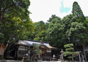 小野原春日神社/6アラカシ・クロバイなど 保護樹林/小野原春日神社