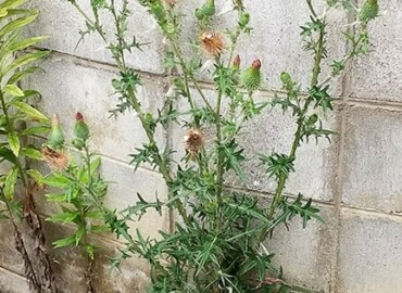 アメリカオニアザミ