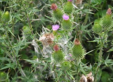 アメリカオニアザミ