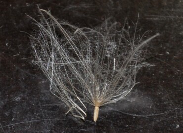 アメリカオニアザミの種 アメリカオニアザミの種