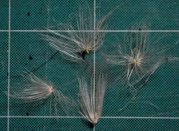 アメリカオニアザミの種(背景白枠は5cm四方) アメリカオニアザミの種