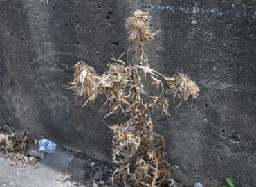 枯れたアメリカオニアザミ 枯れたアメリカオニアザミ