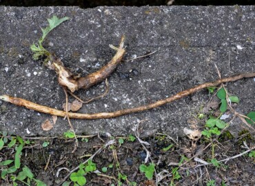 アメリカオニアザミの根 アメリカオニアザミの根