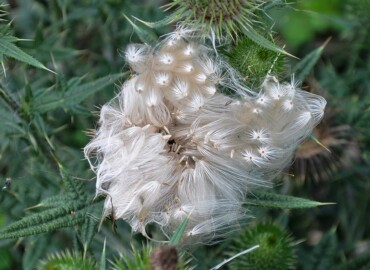 アメリカオニアザミの種 アメリカオニアザミの種