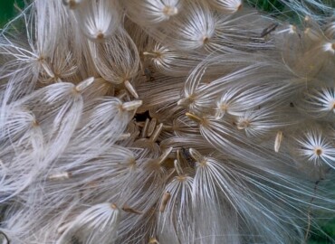 アメリカオニアザミの種 アメリカオニアザミの種