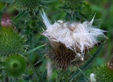 アメリカオニアザミの種 アメリカオニアザミの種