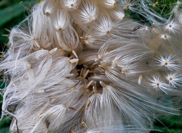 アメリカオニアザミの種 アメリカオニアザミの種