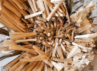 茶色く枯れたお花の中には種がぎっしり アメリカオニアザミの種