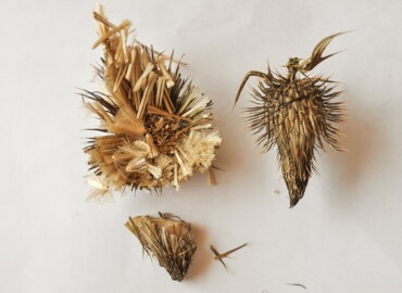 枯れたお花の中を見てみると種がぎっしり アメリカオニアザミの種