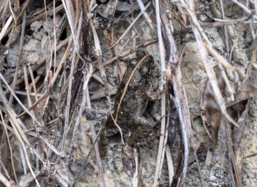 背中線のあるヌマガエル ヌマガエル