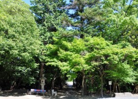 阿比太神社/9アラカシ・クロガネモチなど 保護樹林/阿比太神社