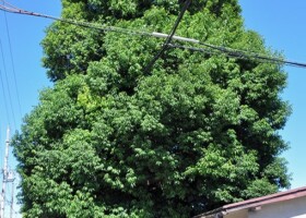 新稲/18シラカシ 保護樹木/新稲