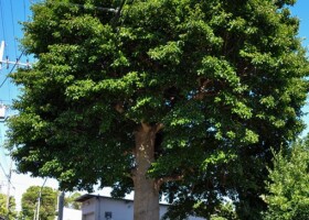 新稲/19クロガネモチ 保護樹木/新稲