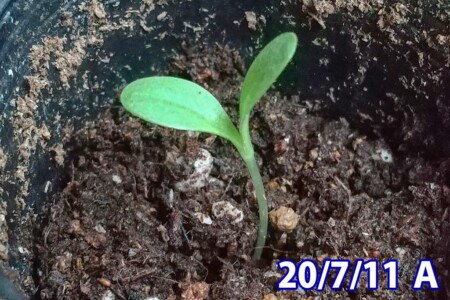 発芽を見逃したA。 アメリカオニアザミの観察