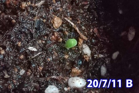 Bの発芽。 アメリカオニアザミの観察