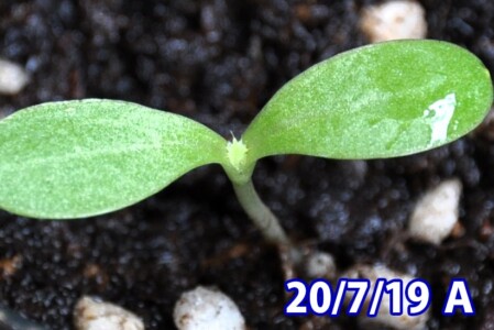 Aの本葉が出た。棘が見える。 アメリカオニアザミの観察