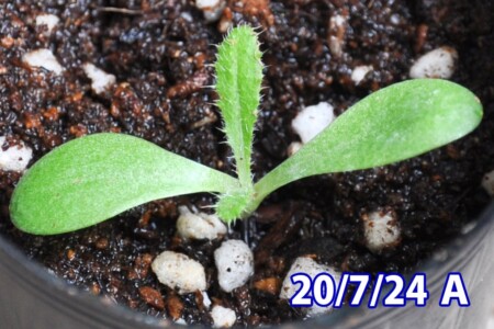 Bの本葉。棘もしっかり見える。 アメリカオニアザミの観察