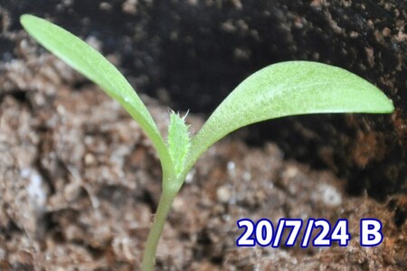 アメリカオニアザミの観察