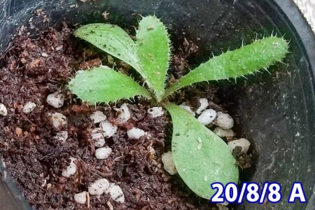 Aの葉が増えている。 アメリカオニアザミの観察