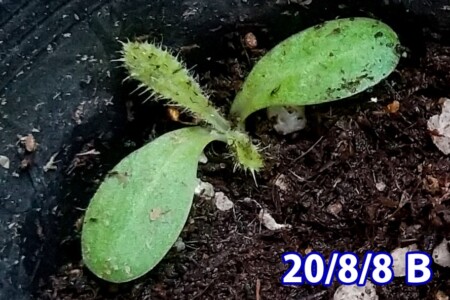 アメリカオニアザミの観察