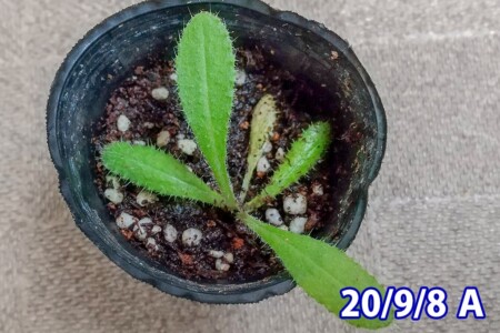 Aの成長が遅くなった。 アメリカオニアザミの観察