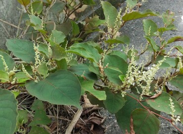 2021/09/09 イタドリ