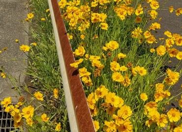 2020/05/27 オオキンケイギク?