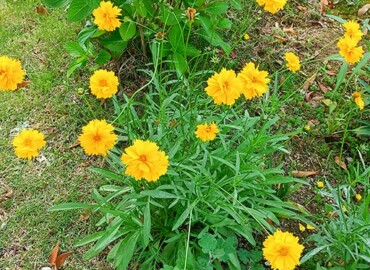 2020/05/27 オオキンケイギク?