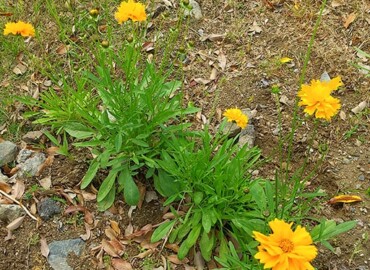 2020/05/27 オオキンケイギク?