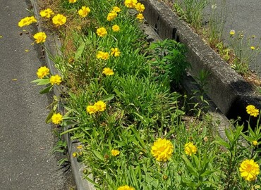 2020/05/27 オオキンケイギク?