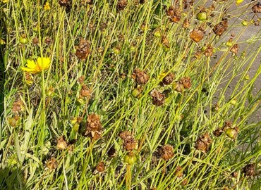 2020/06/24 オオキンケイギク?