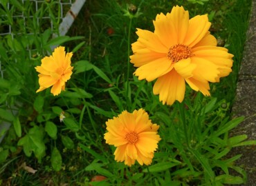 2021/05/18 オオキンケイギク?