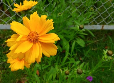 2021/05/18 オオキンケイギク?