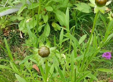 2021/05/18 オオキンケイギク?