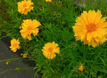 2021/05/18 オオキンケイギク?