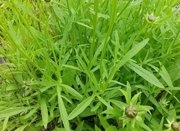 2021/05/18 オオキンケイギク?