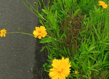 2021/05/18 オオキンケイギク?