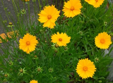 2022/05/15 オオキンケイギク?