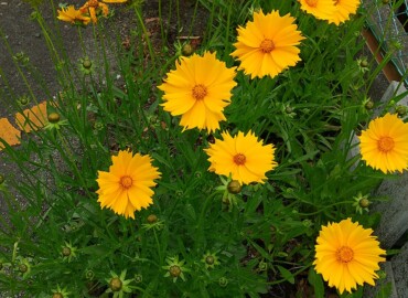 2022/05/15 オオキンケイギク?