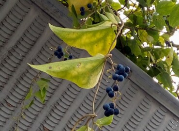 2019/10/03 ツヅラフジかアオツヅラフジ