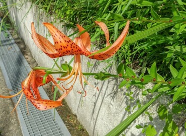 オニユリ